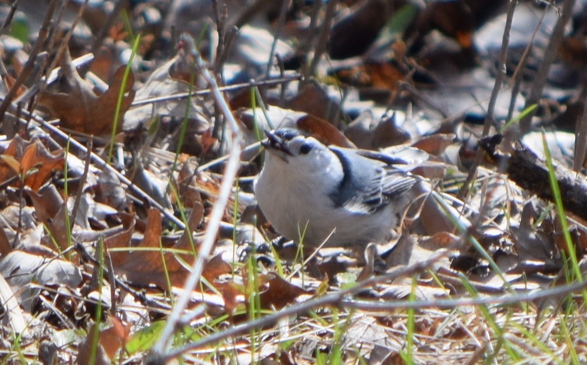 White-breasted Nuthatch - ML622987773