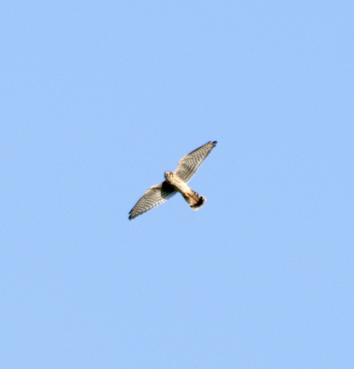 American Kestrel - ML622987812