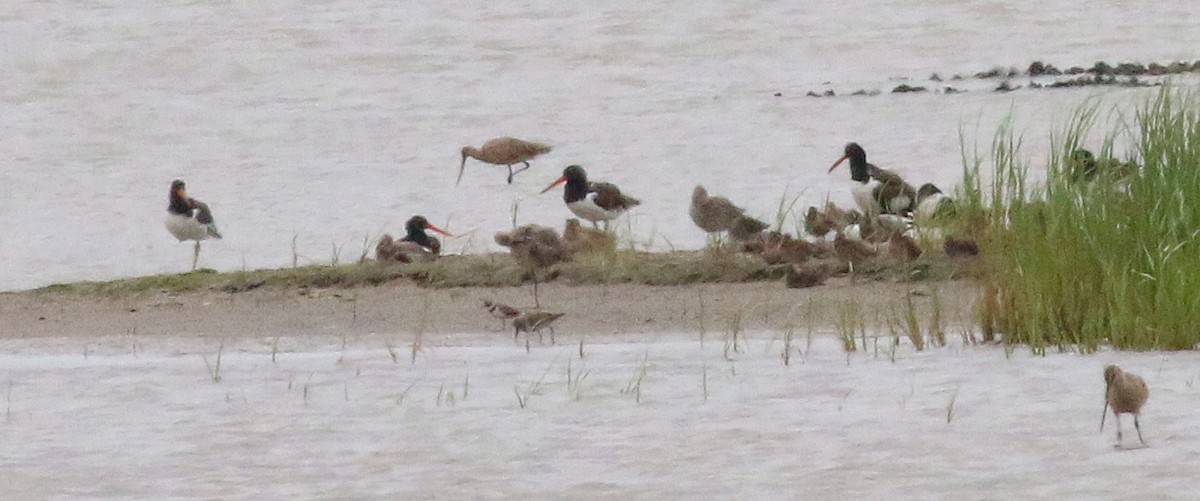 American Oystercatcher - ML622987832