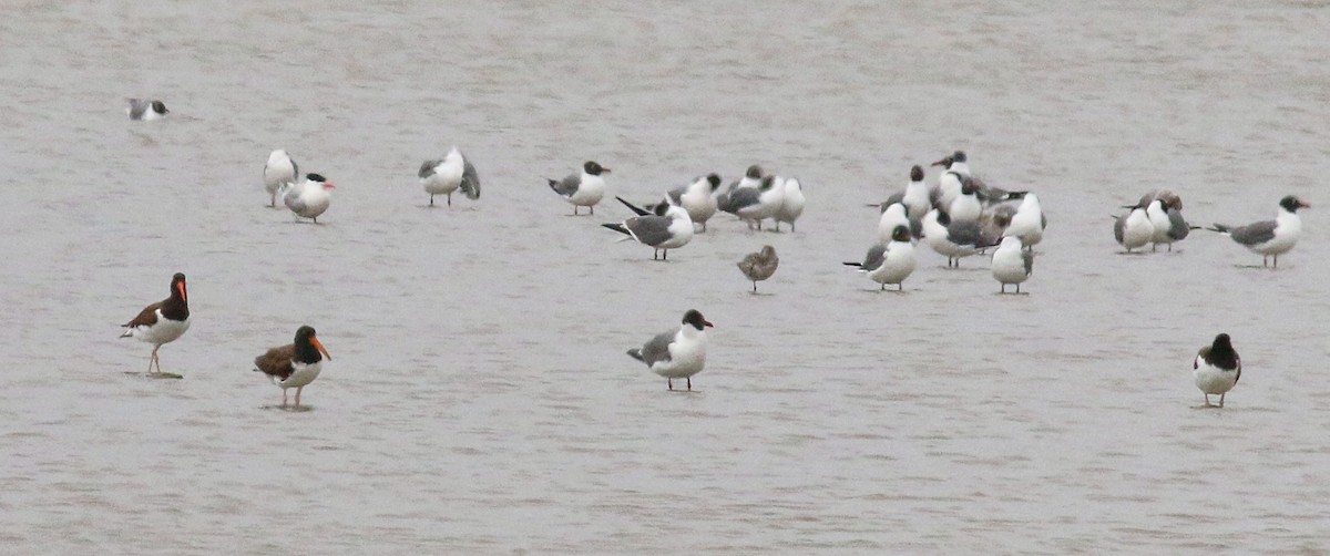 American Oystercatcher - ML622987833