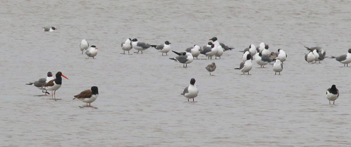 American Oystercatcher - ML622987834