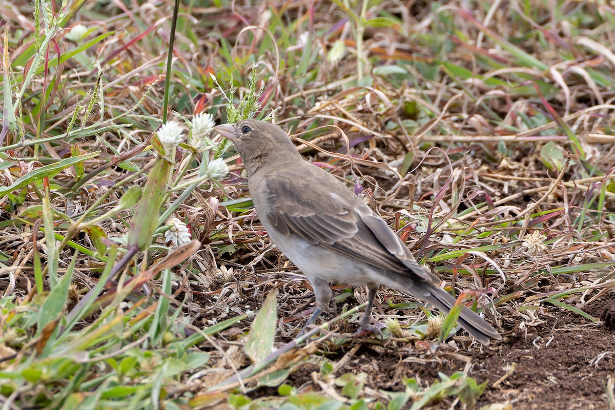 Yellow-spotted Bush Sparrow - ML622987873