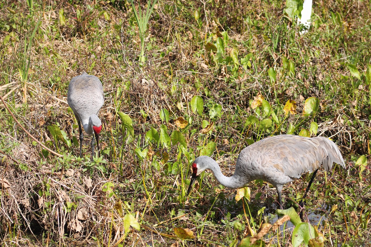 Sandhill Crane - ML622987882