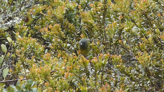 Streak-necked Flycatcher - ML622987964