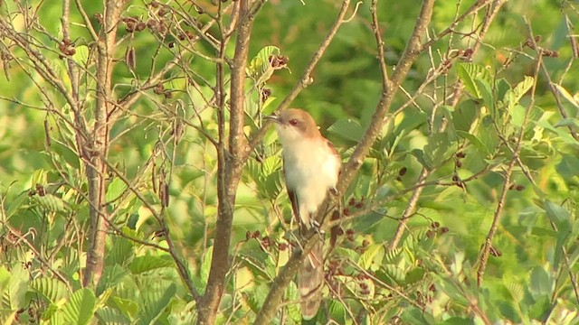 Black-billed Cuckoo - ML622987974