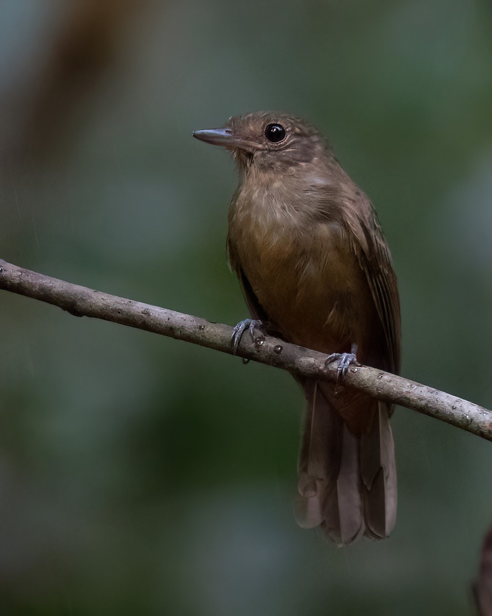 Brown-winged Schiffornis - ML622988010