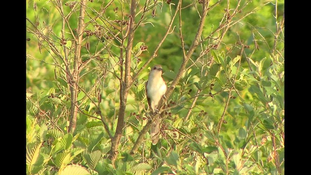 Black-billed Cuckoo - ML622988029