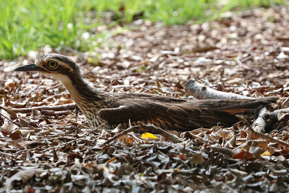 Bush Thick-knee - ML622988112