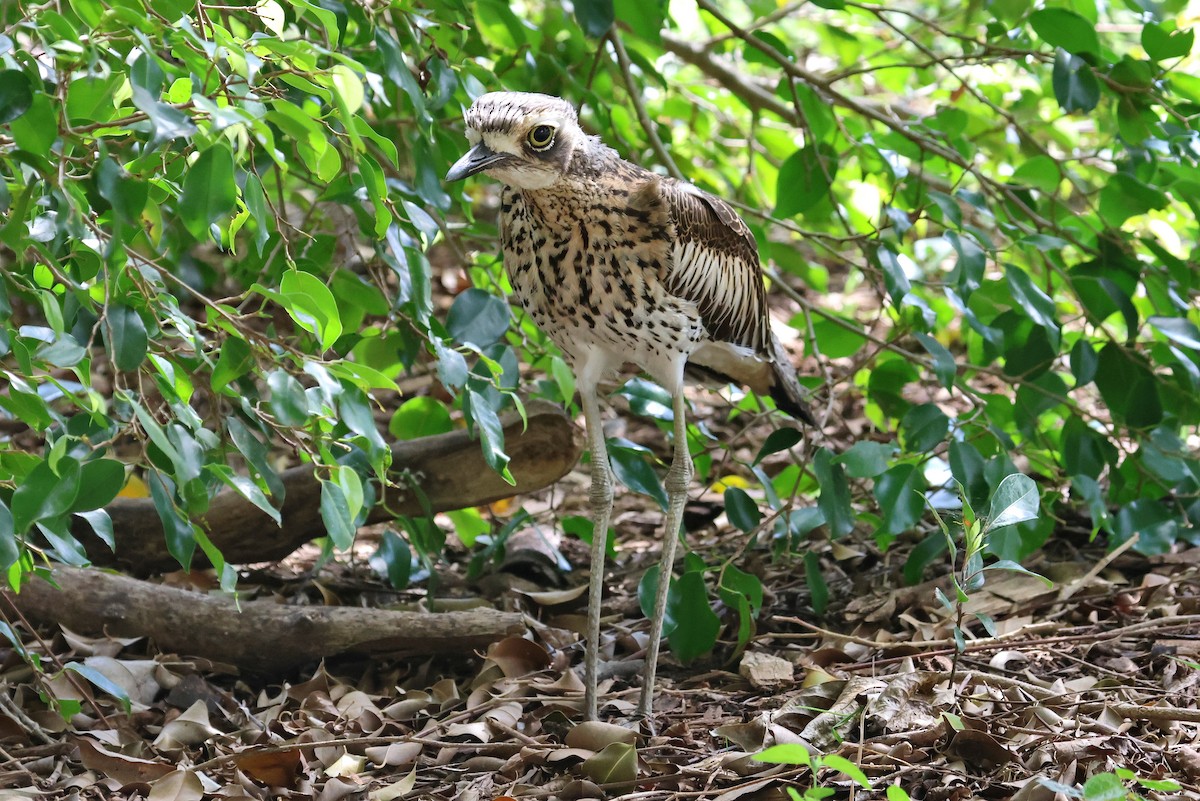 Bush Thick-knee - ML622988113