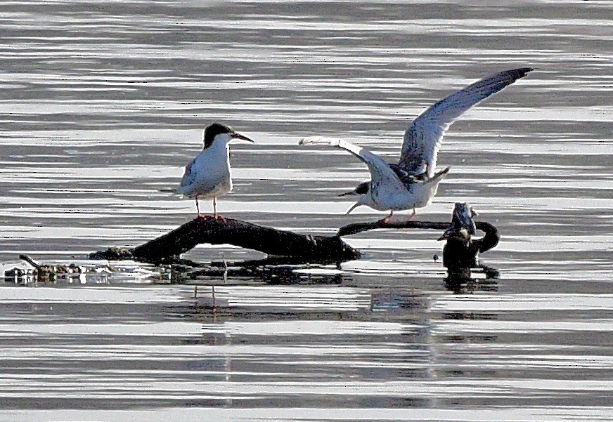 Forster's Tern - ML622988115