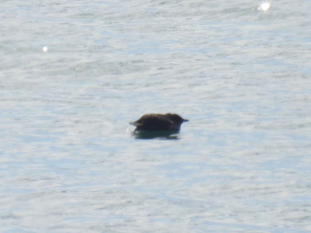 Cassin's Auklet - ML622988205