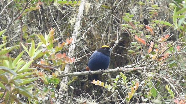 Golden-crowned Tanager - ML622988274