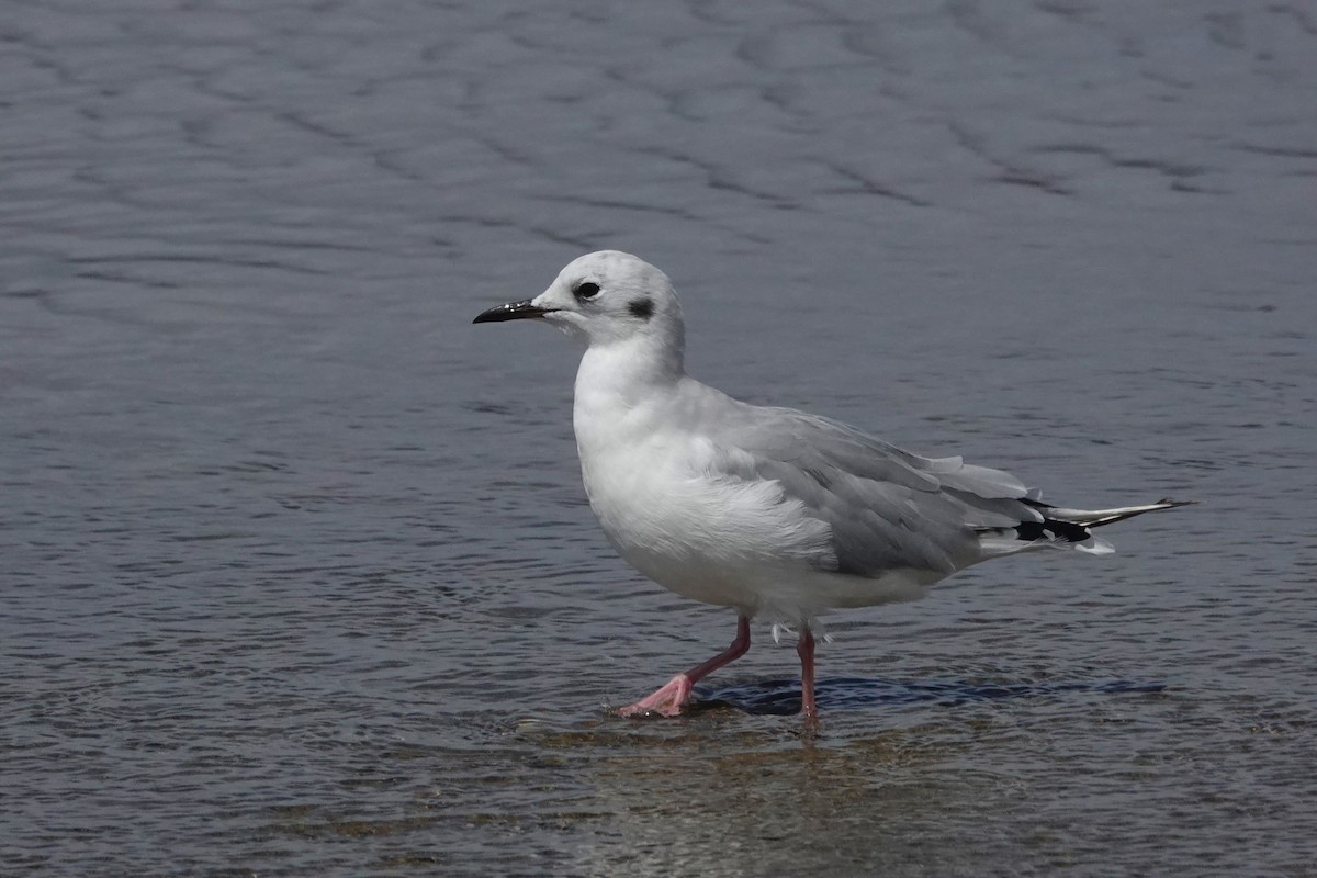 Bonaparte's Gull - ML622988280