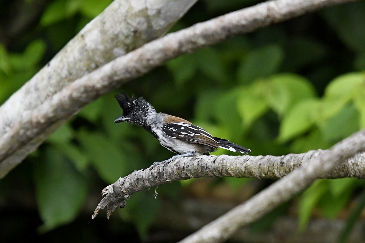 Batará Crestinegro - ML622988346