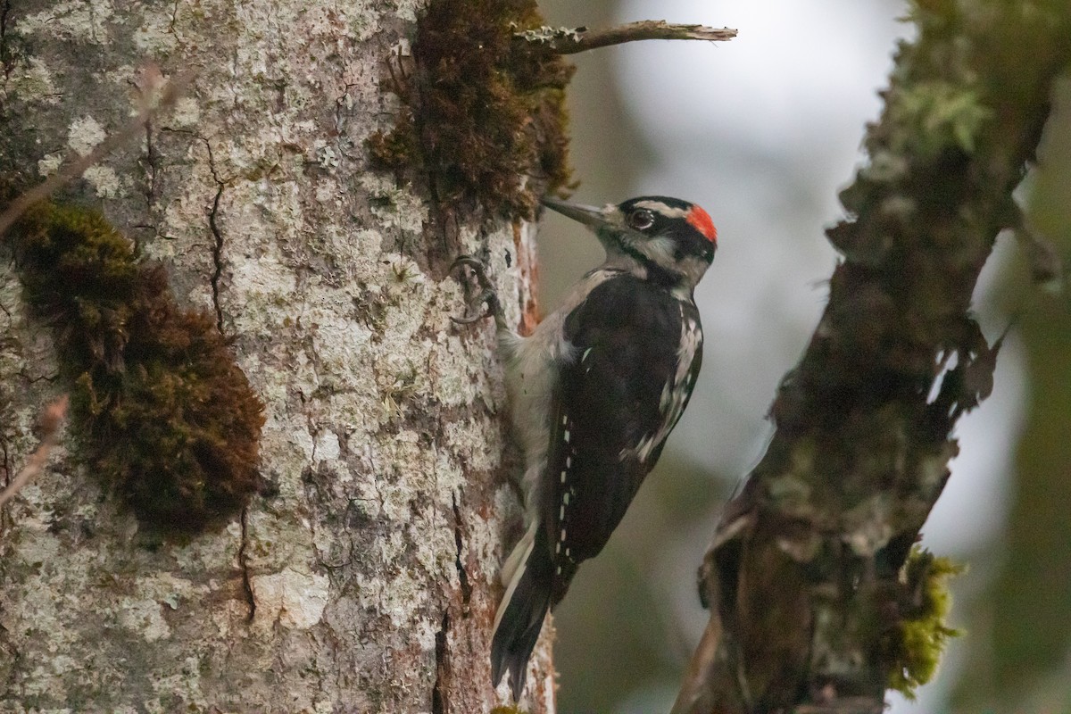 Hairy Woodpecker - ML622988372