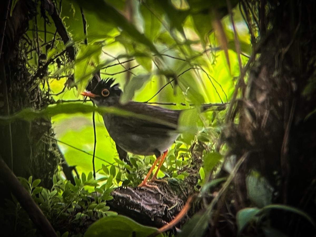 Black-headed Nightingale-Thrush - ML622988376