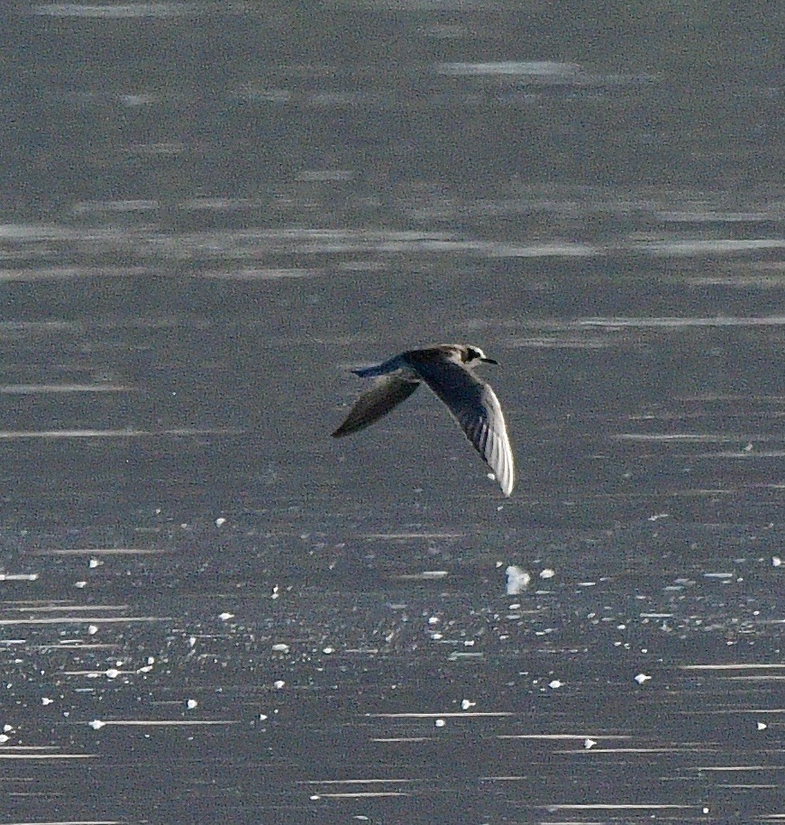 Black Tern - Norman Eshoo