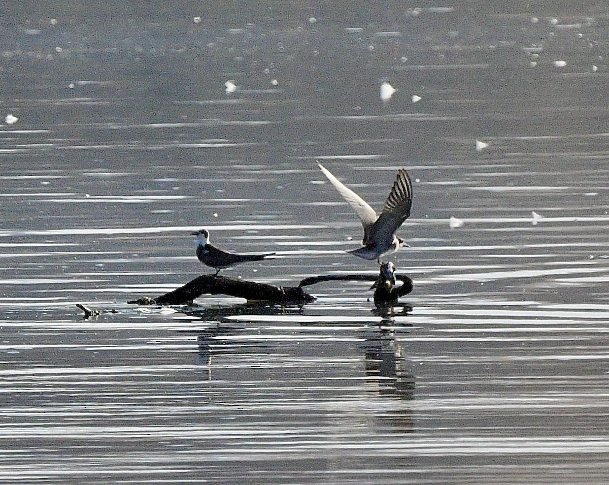 Black Tern - ML622988390