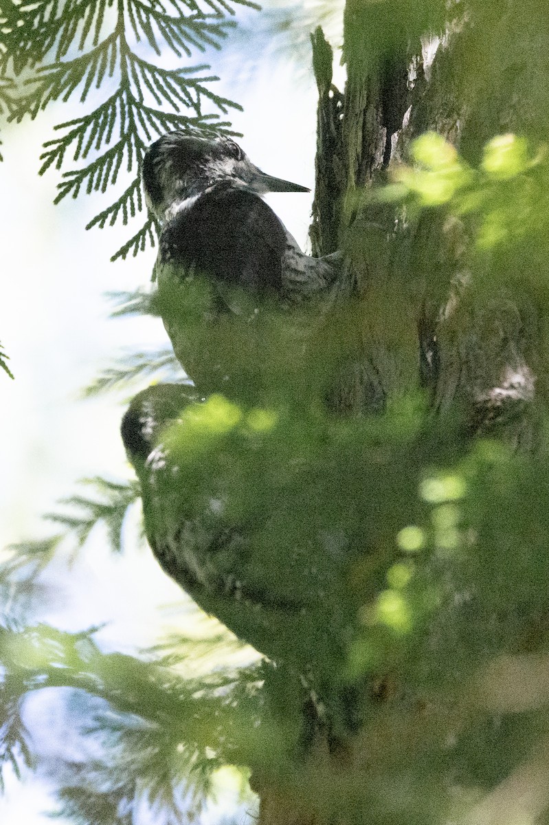 American Three-toed Woodpecker - John Reynolds