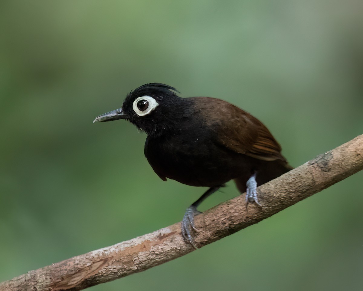 Bare-eyed Antbird - ML622988408