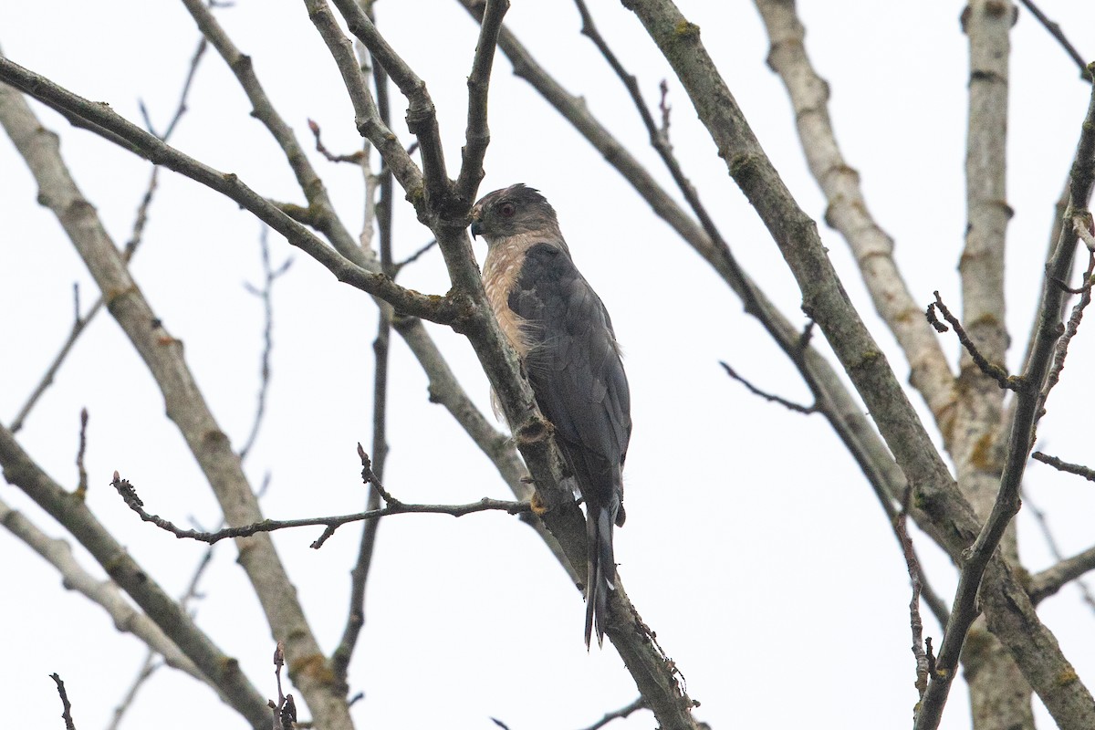 Cooper's Hawk - ML622988411