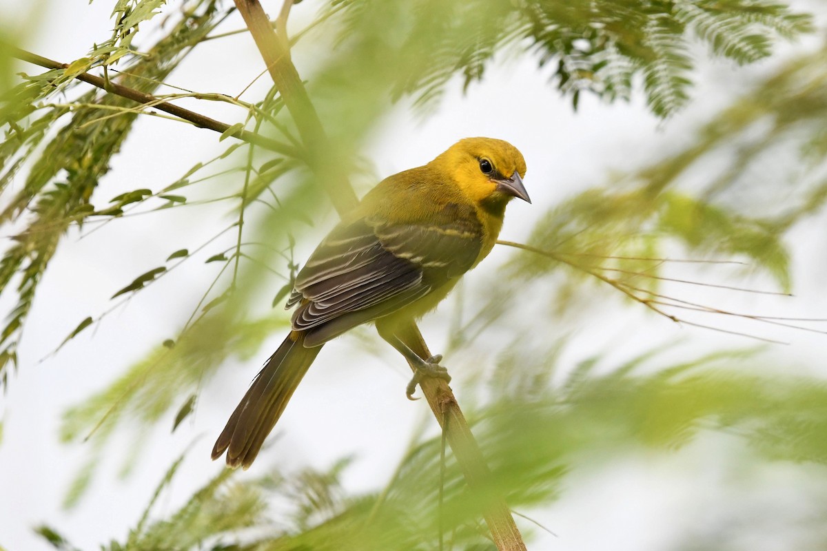 Turpial Amarillo - ML622988412