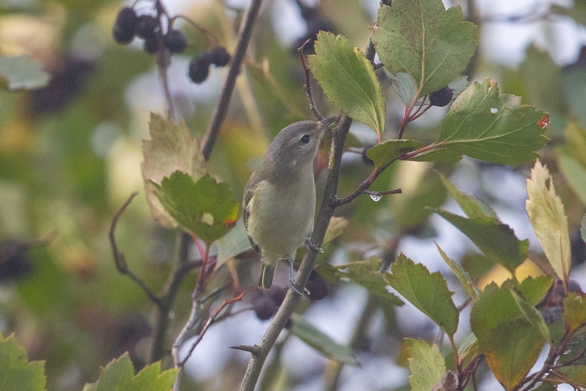 Ötücü Vireo - ML622988453