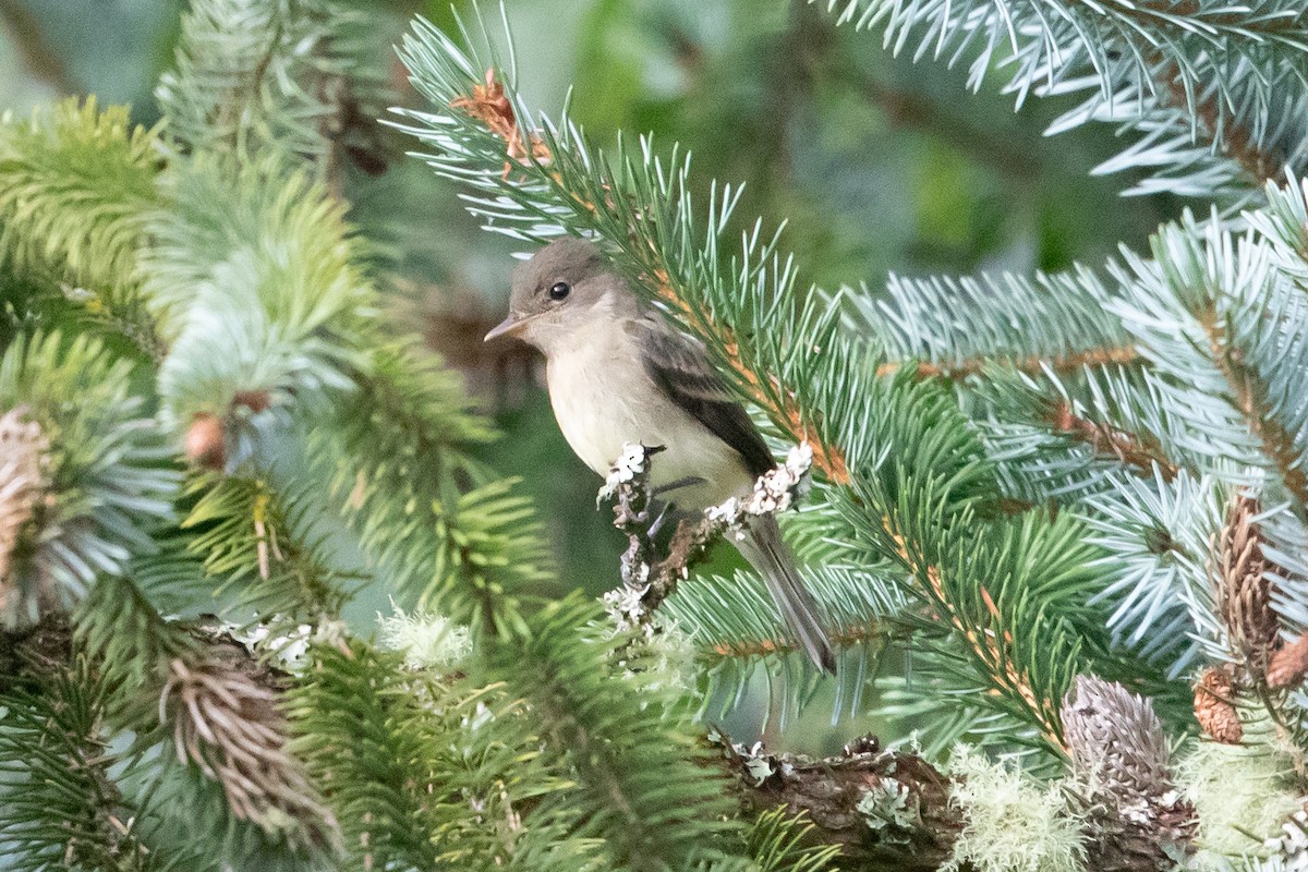 Willow Flycatcher - ML622988478