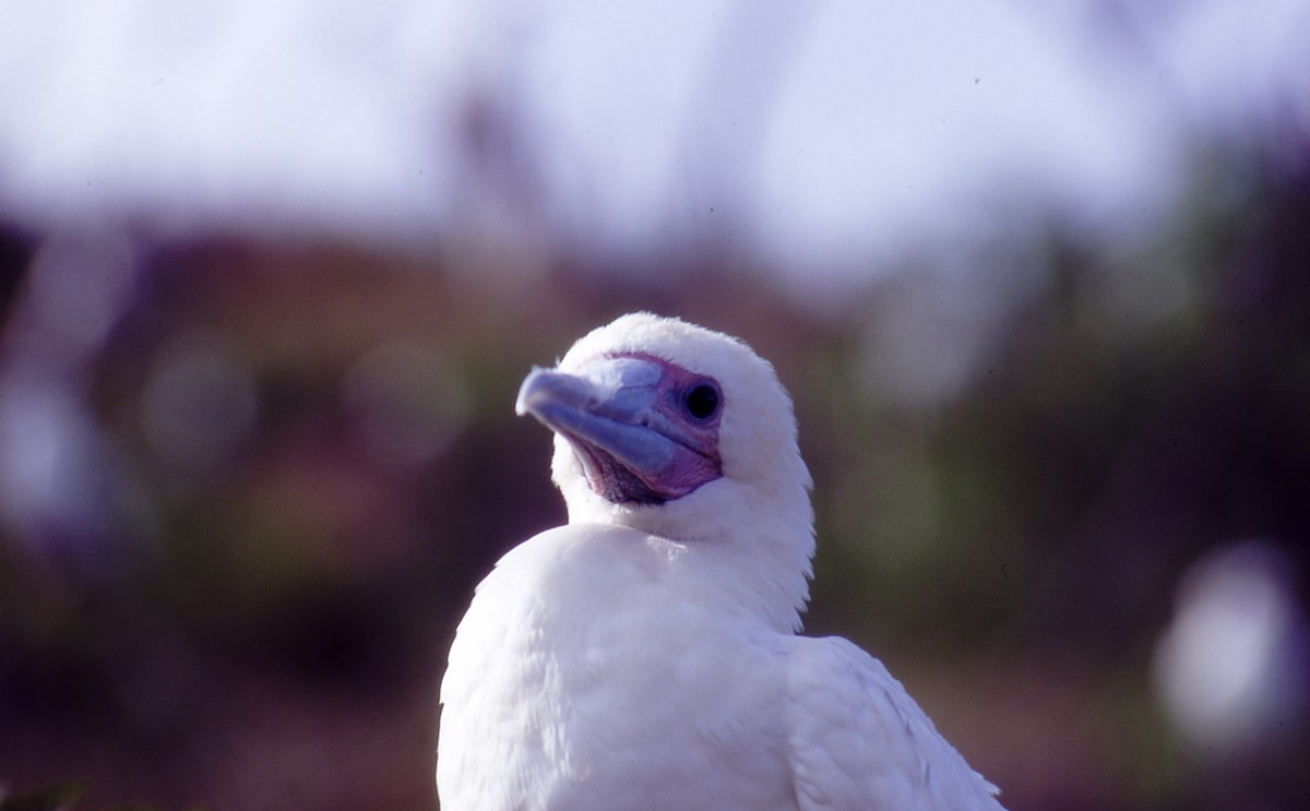 Red-footed Booby - Mark Nikas