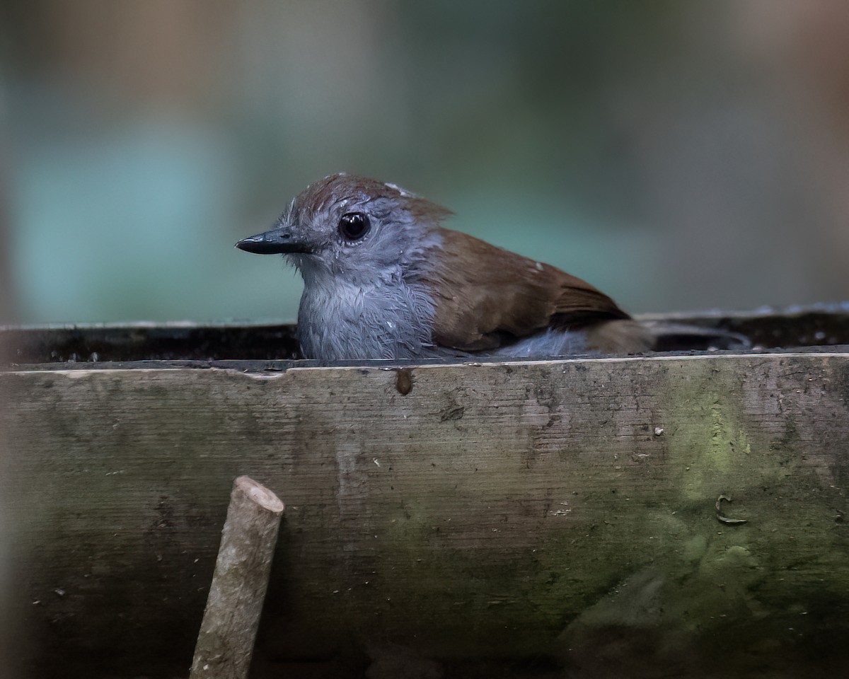 Xingu Scale-backed Antbird - ML622988492