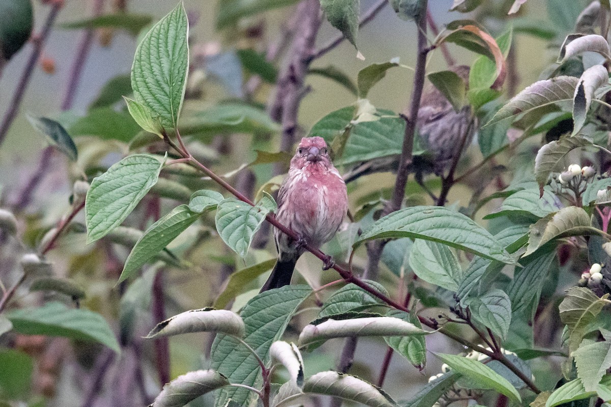 House Finch - ML622988499