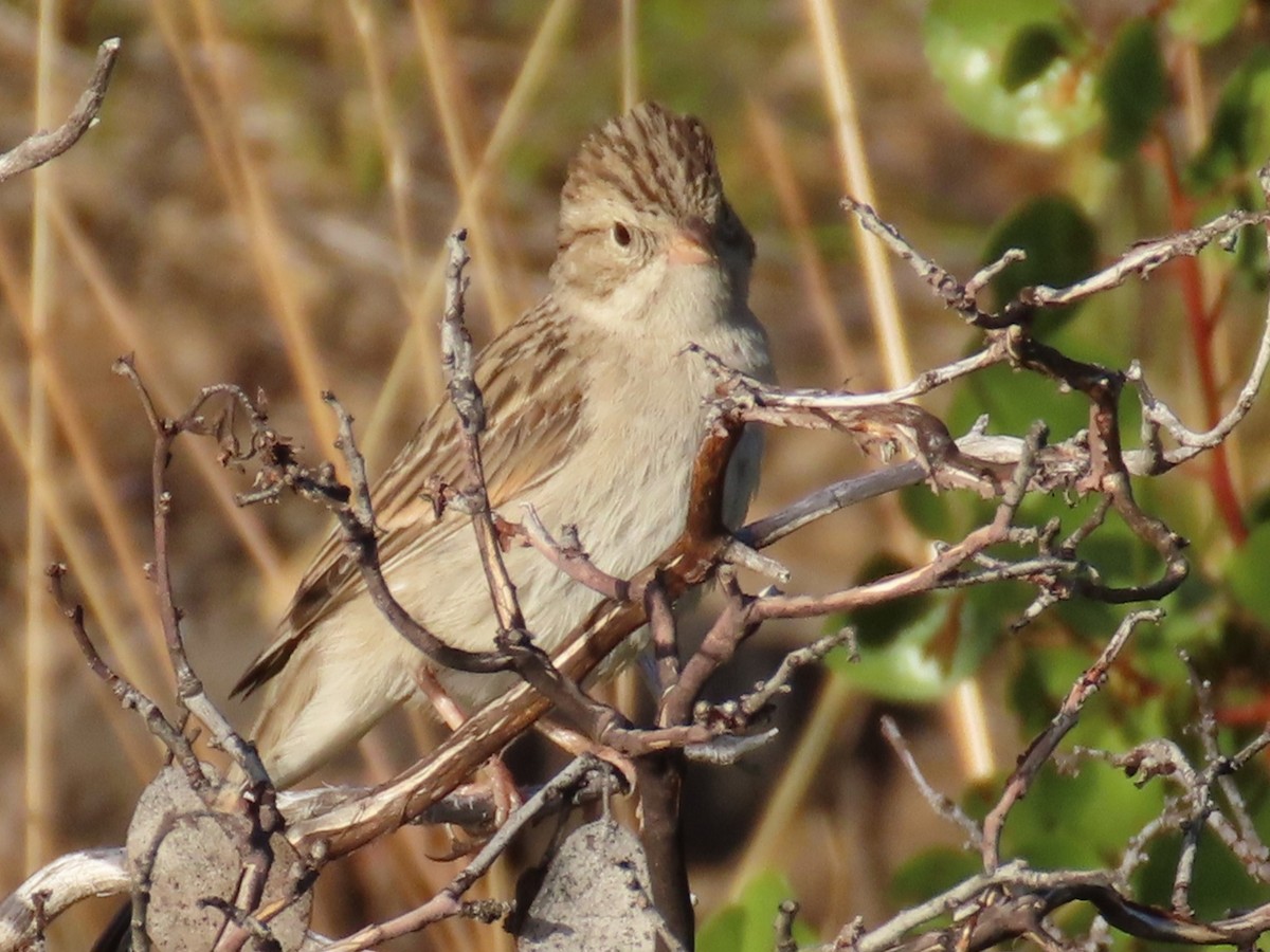 Brewer's Sparrow - ML622988506