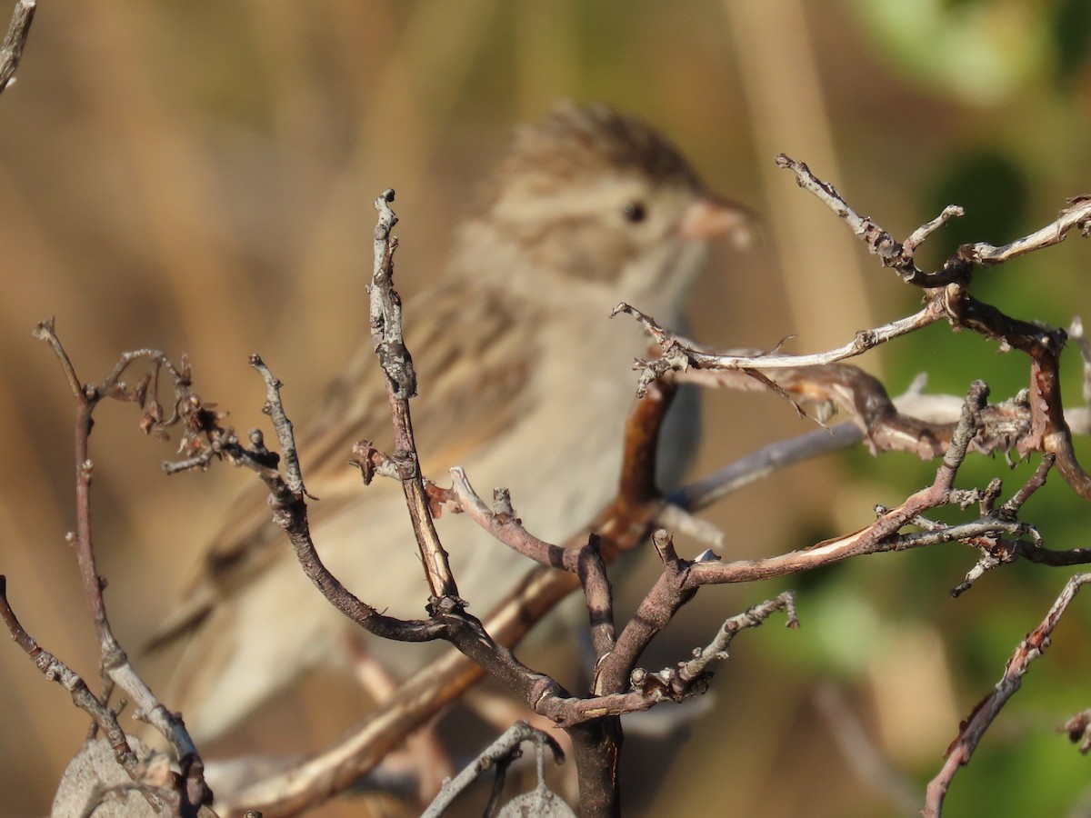 Brewer's Sparrow - ML622988511