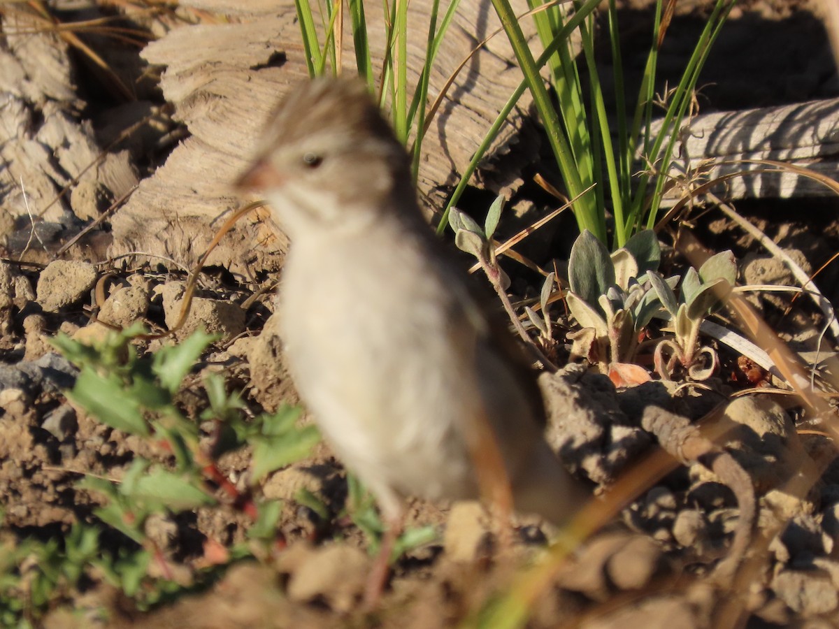 Brewer's Sparrow - ML622988512