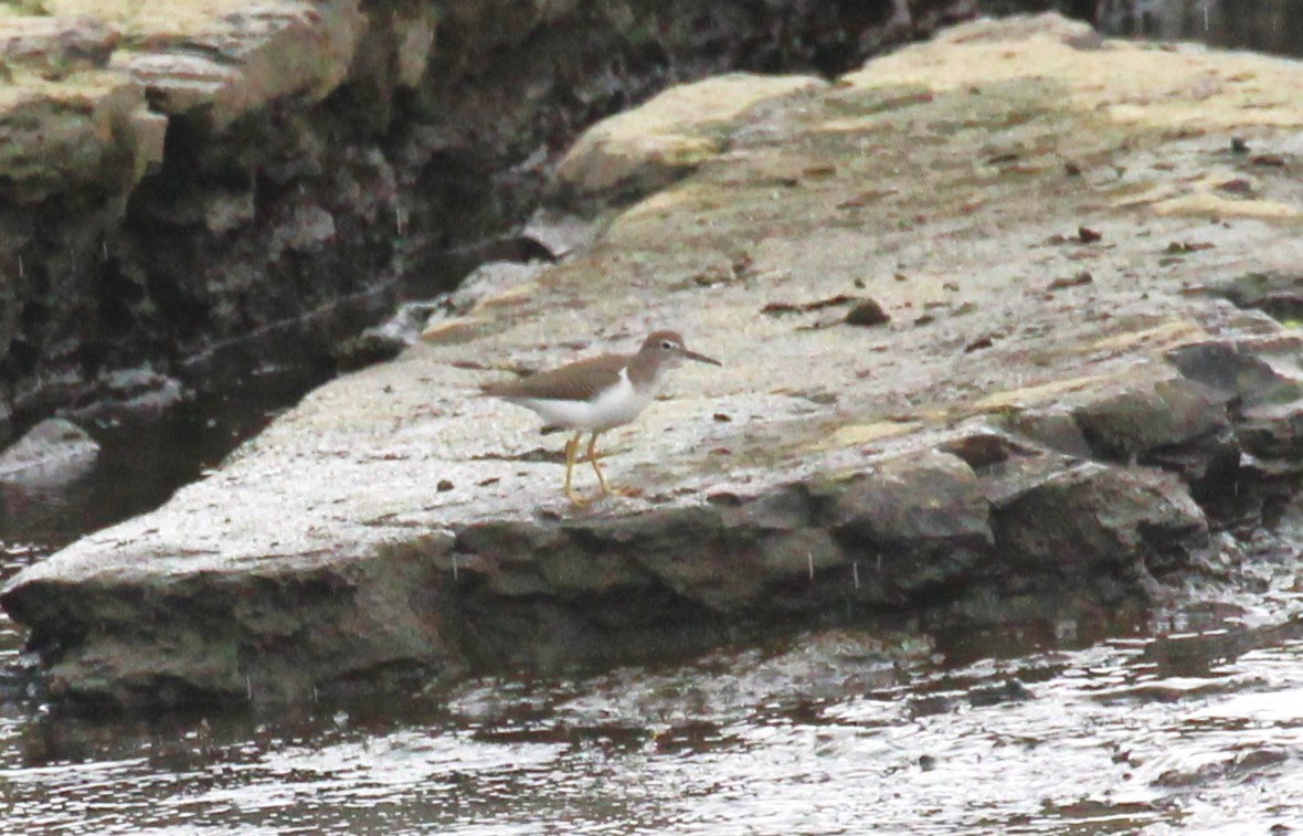 Spotted Sandpiper - ML622988568