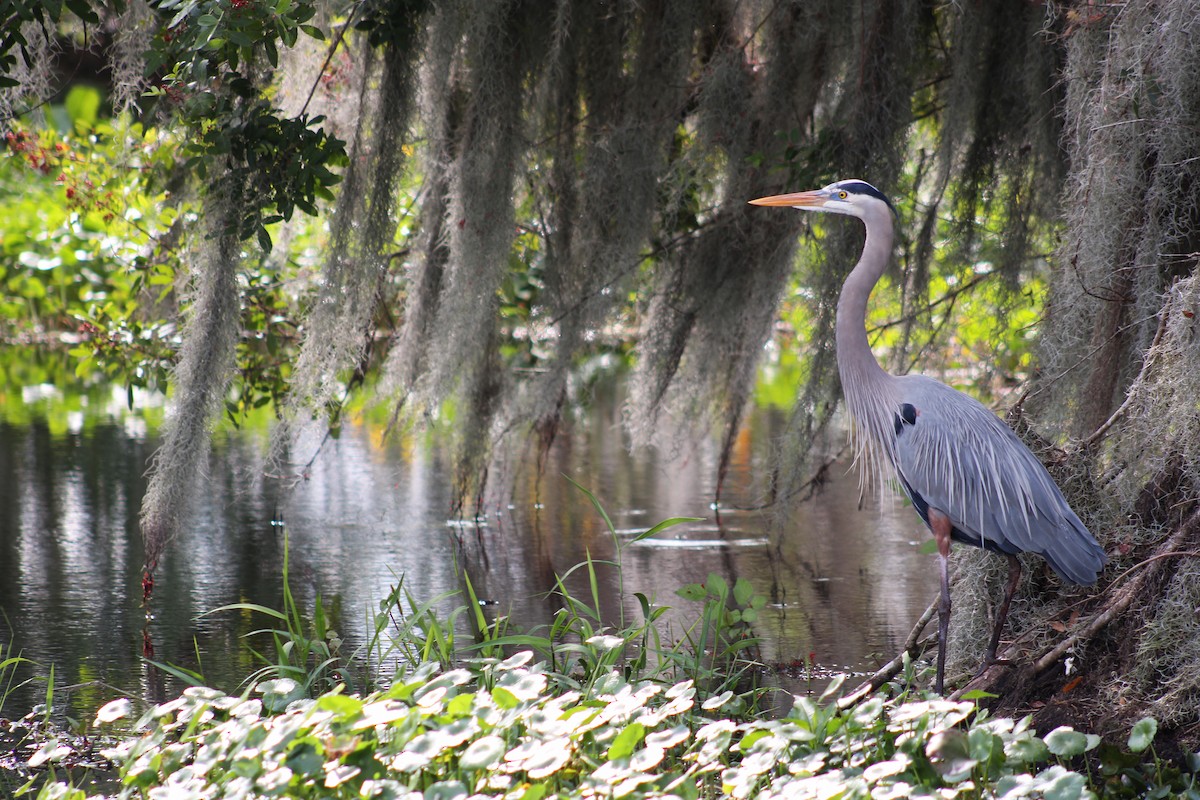 Great Blue Heron - ML622988577