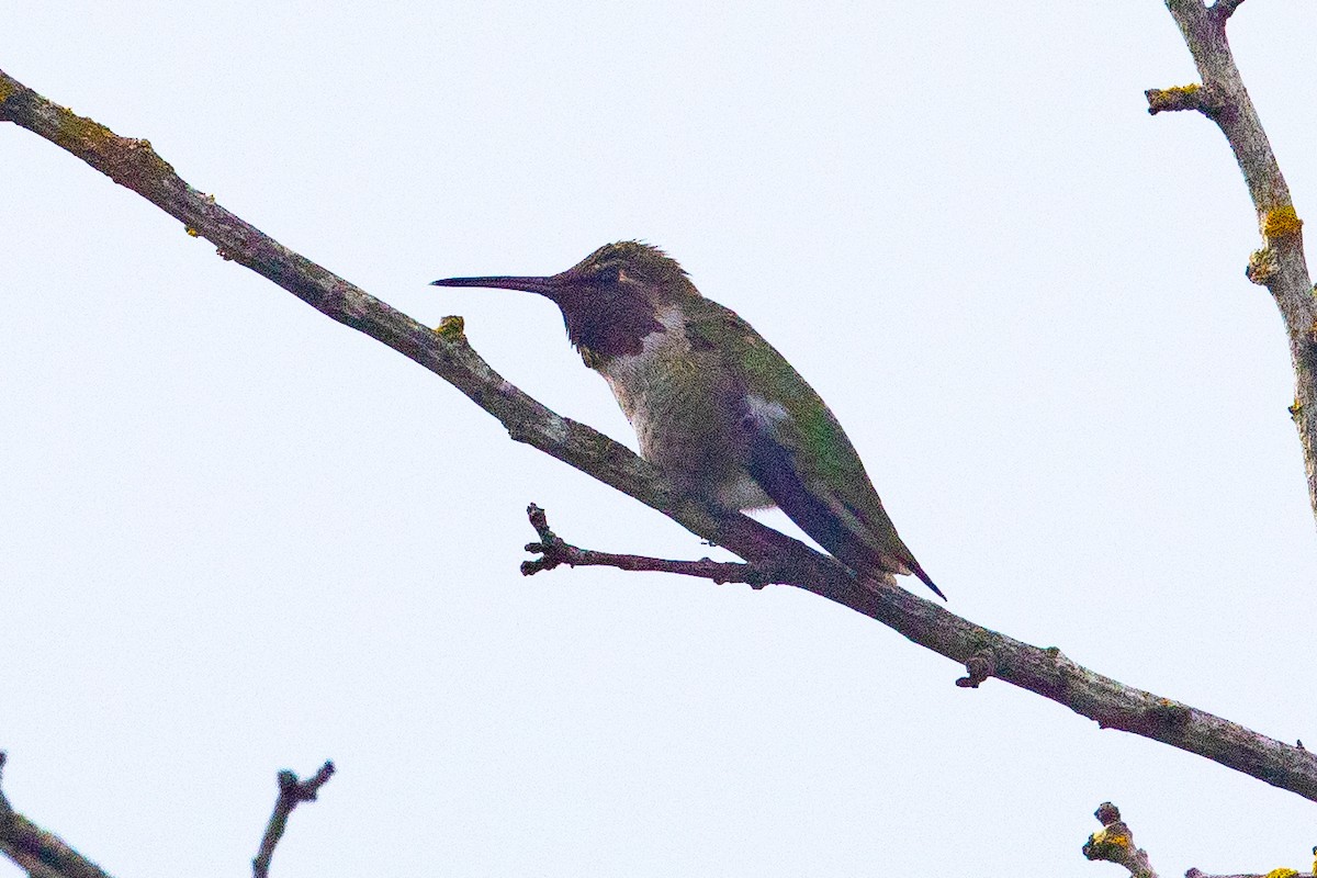 Anna's Hummingbird - ML622988599