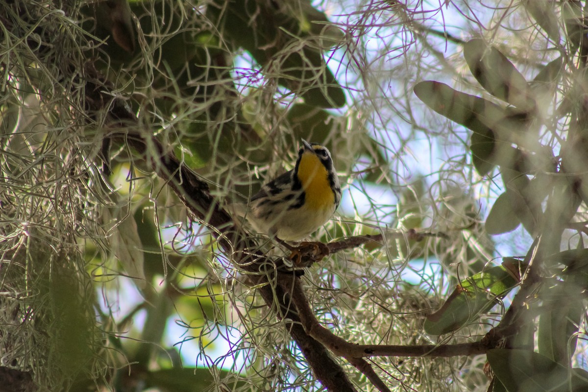 Yellow-throated Warbler - ML622988615