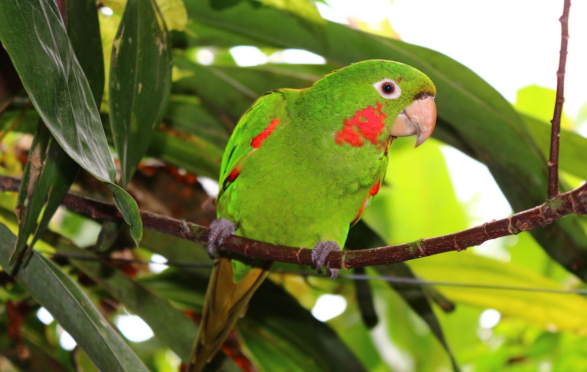 White-eyed Parakeet - ML622988633