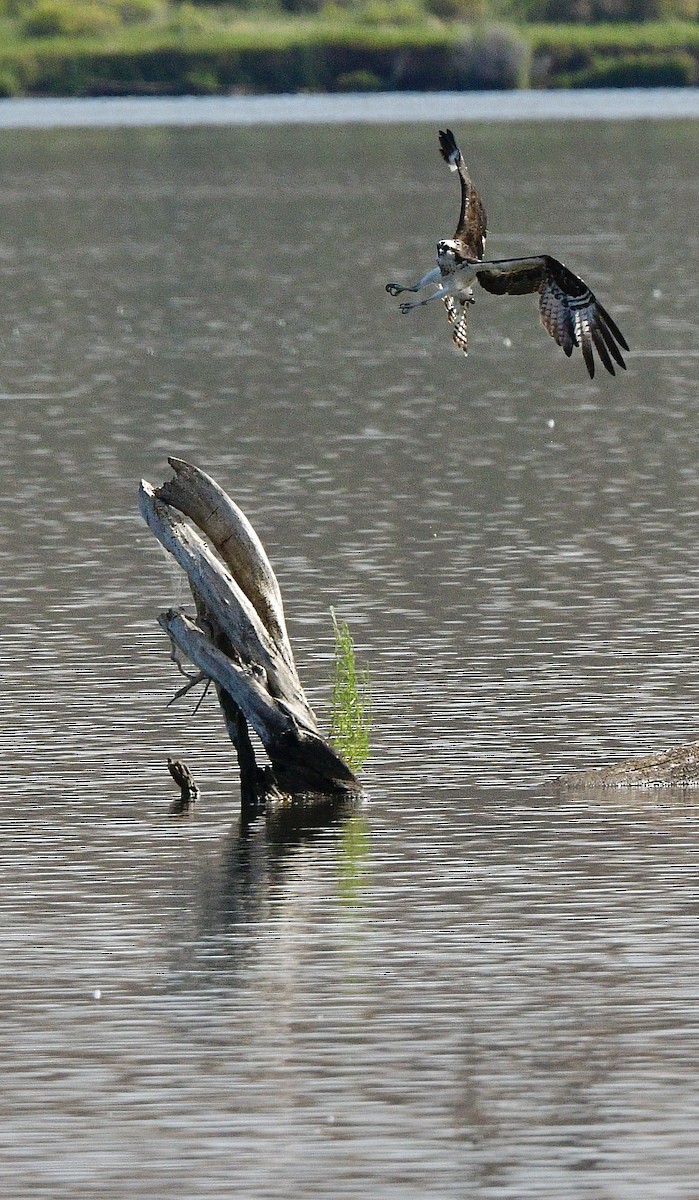 Osprey - ML622988761