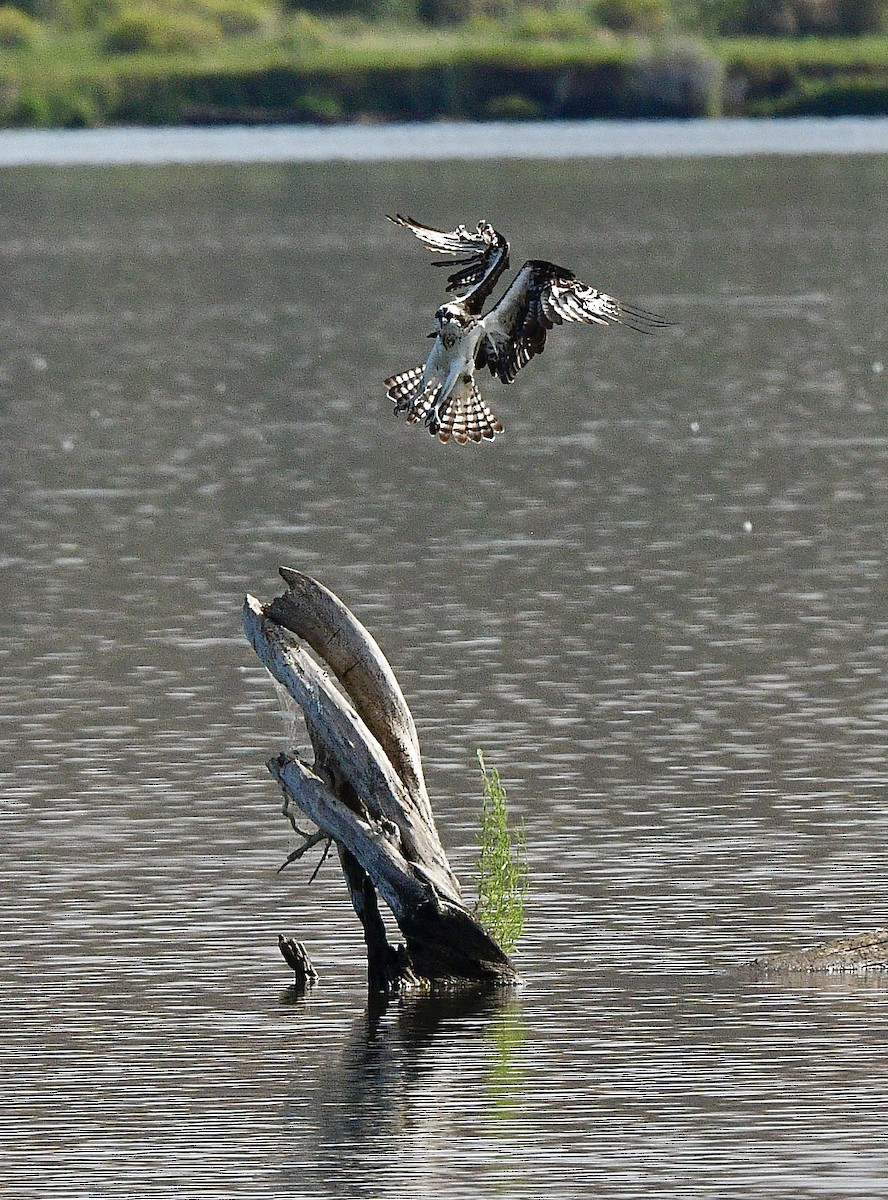 Osprey - ML622988770