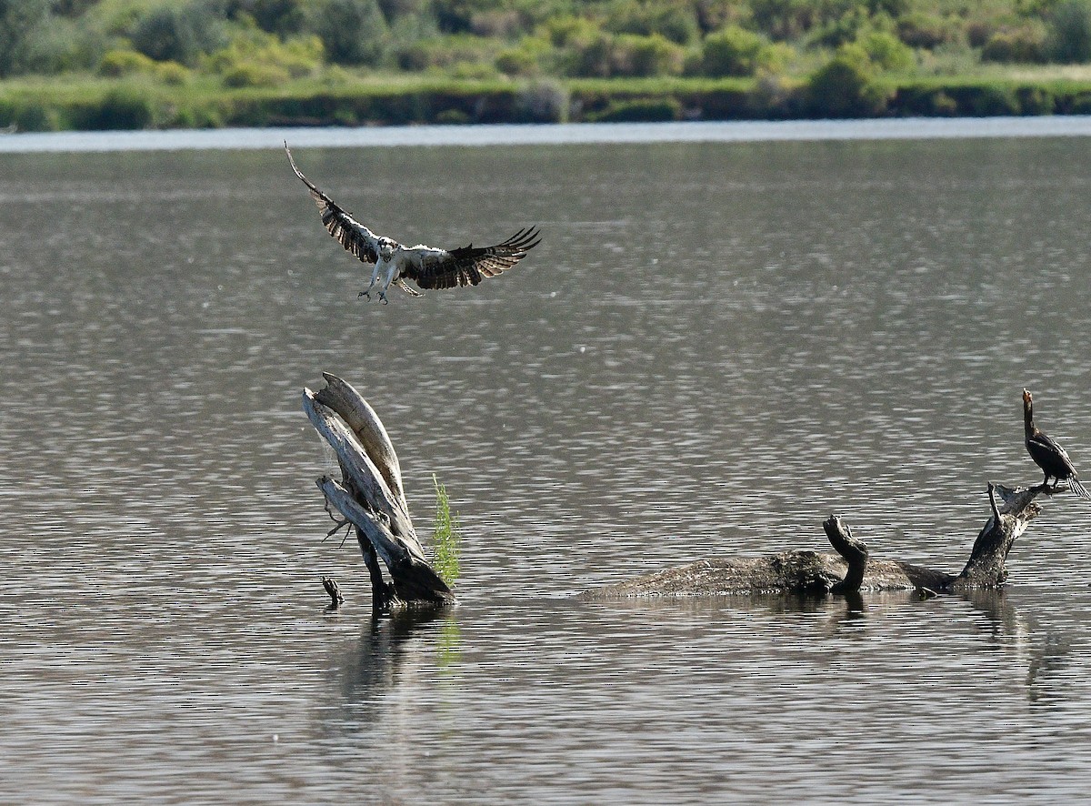 Osprey - ML622988771