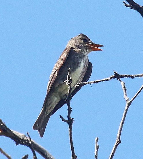 Olive-sided Flycatcher - David Leatherman