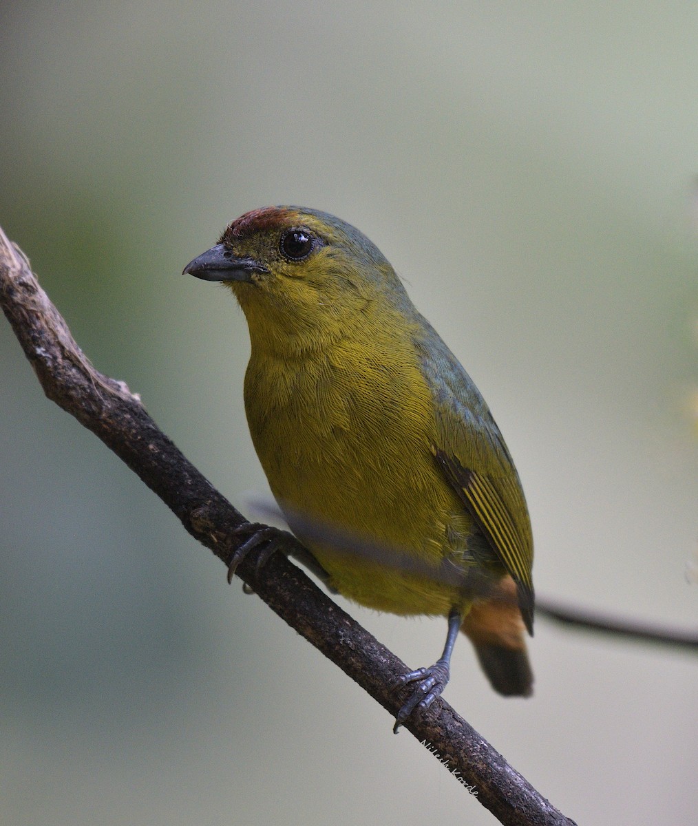 Olive-backed Euphonia - Nilesh K