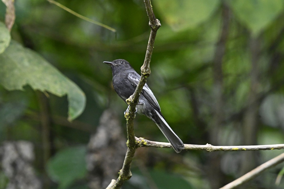 Mosquero Negro - ML622988827