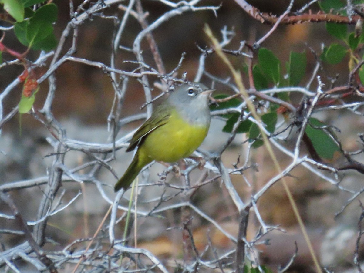 MacGillivray's Warbler - ML622988866