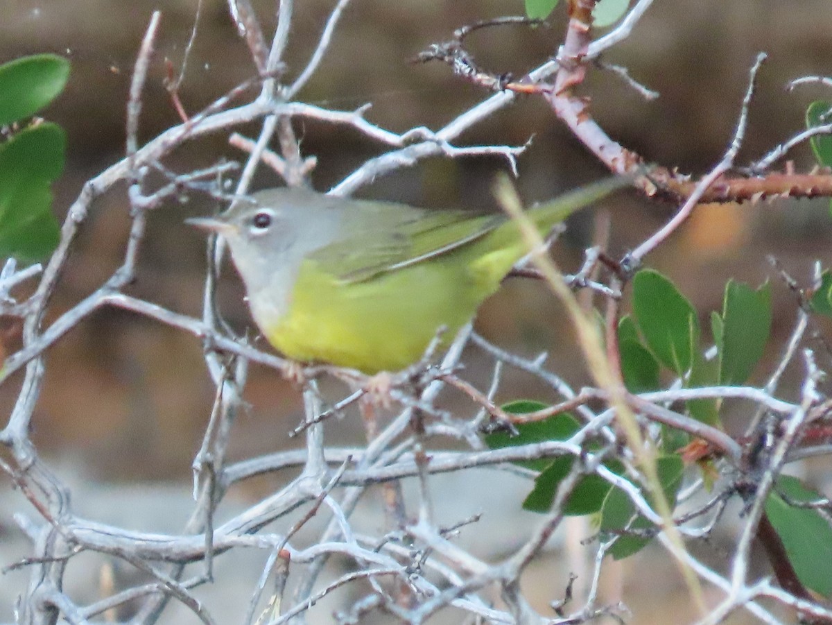 MacGillivray's Warbler - ML622988870