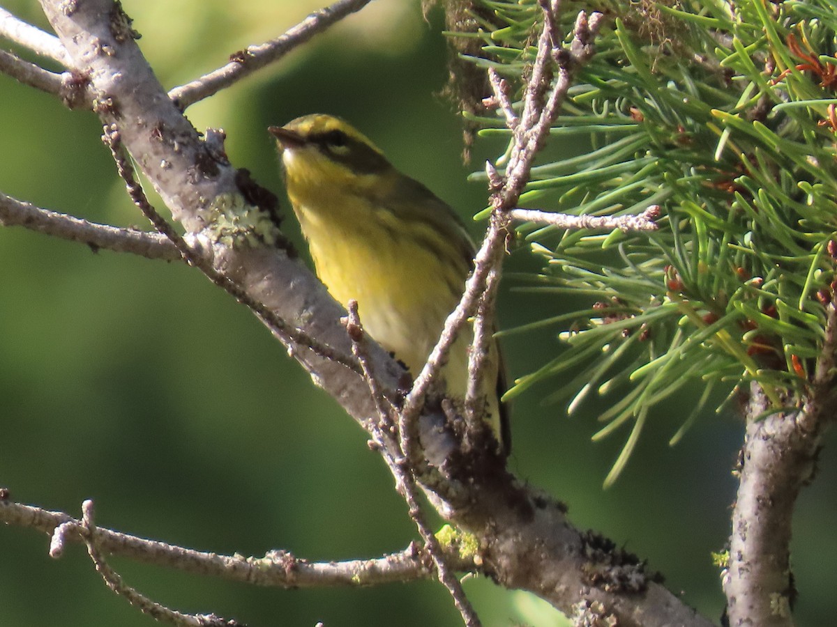 Townsend's Warbler - ML622988873