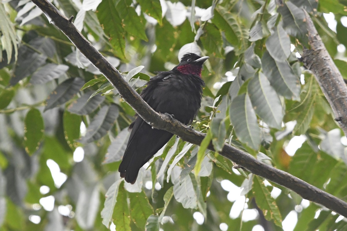 Cotinga Quérula - ML622988920