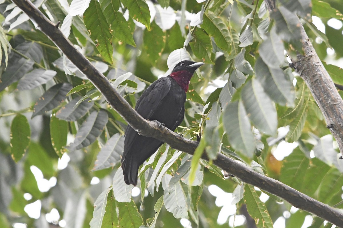 Cotinga Quérula - ML622988921